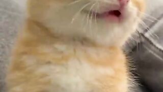 Beautiful 😺 cat