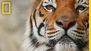 Tigers 101 | National Geographic