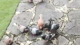flock of pigeons