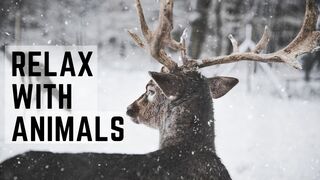 A peaceful video featuring nature and animals - High quality