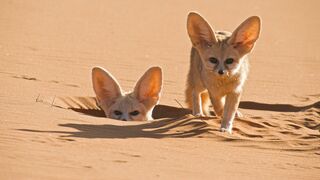 The World's Smallest Wild Dog  Dogs in the Wild Meet the Family  High Quality