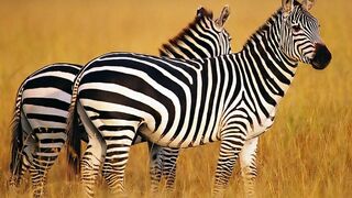 Wildlife - The World of Wild Animals (High Quality)