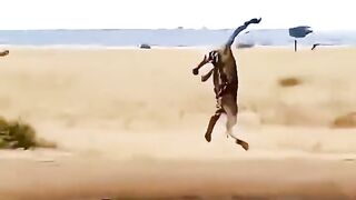 Funny Animals 51