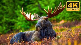 Wildlife - from the wildlife landscape in 4K resolution