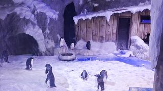 Penguins 🐧