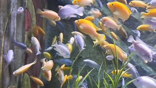 Different Fishes