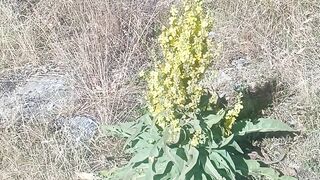 Rhodope mountain 2