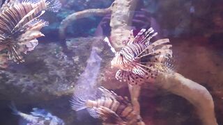 Lobster 4