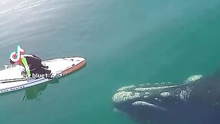 Sea biggest Fishes