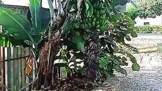 Farm Adventure