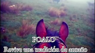 Fiesta 3