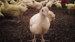 Breeder Chicken