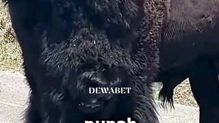 2050 Nanti, Hewan Ini Mungkin Sudah Tidak Ada!