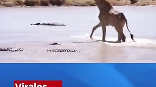 Giraffe survives