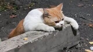 kucing 35