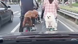 Cat emotion in  china