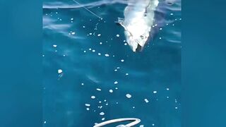 Huge Tuna Catch! Epic Deep Sea Fishing Adventure 🎣🐟