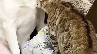 When your dog feels that he is human