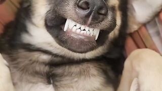 When your dog feels like he is the one paying the mortgage