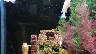 White little fish