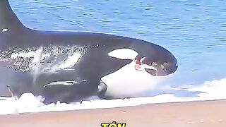 Massive 6-Ton Whale Stranded on the Beach