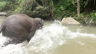 Human and elephant friendship