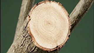 After pruning, the internal tissue of a branch is left directly exposed to the elements