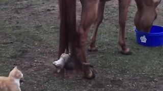 Cat and horse friendship