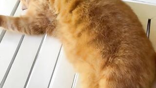 The busiest cat in the world...lol
