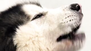 Husky people or puppy