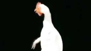 Sumaira's upload / dil pokary aja
