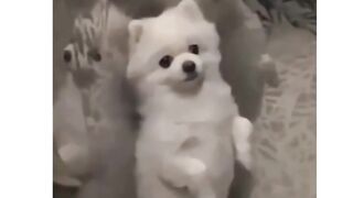 OMG! The dog is so smart????????