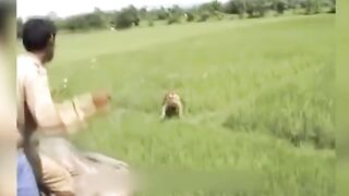 Tigar attack on human