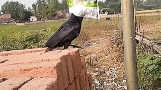 funny crow