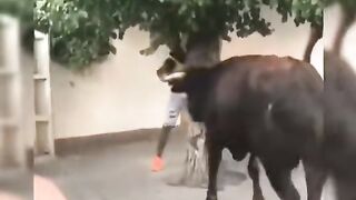When you think you are a bull fighter