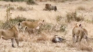 Lion attack on leopard