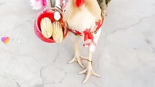 Funny video funny music video