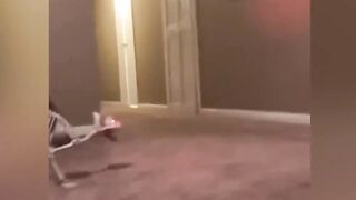 cat and dog reactions