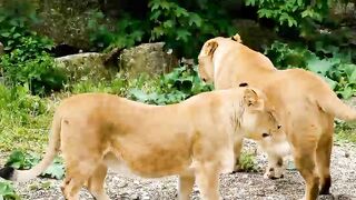 Facts about lions