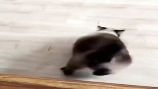 Cat funniest viral shorts