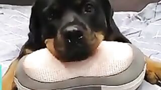 This dog is living his best life