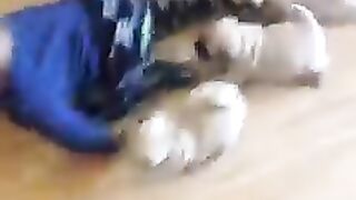 Dog paypy and paypy