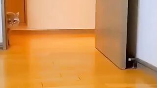 Cat style Walking...cutest animals