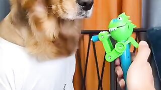Dog is funy
