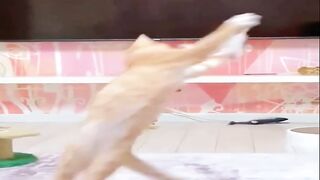 cat jump for hunting