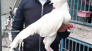 Tik Tok hire murge ke bare mein