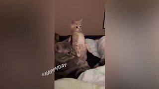 смешные кошки 2023