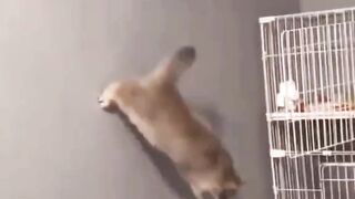 Cat Funny Reactions