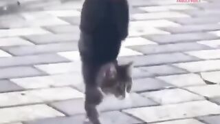 Funney Animals pets