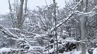Beautiful snow ????️ falling
